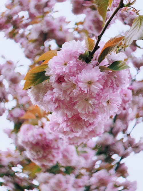 Selectieve Aandacht Foto Van Bloemen Met Roze Bloemblaadjes