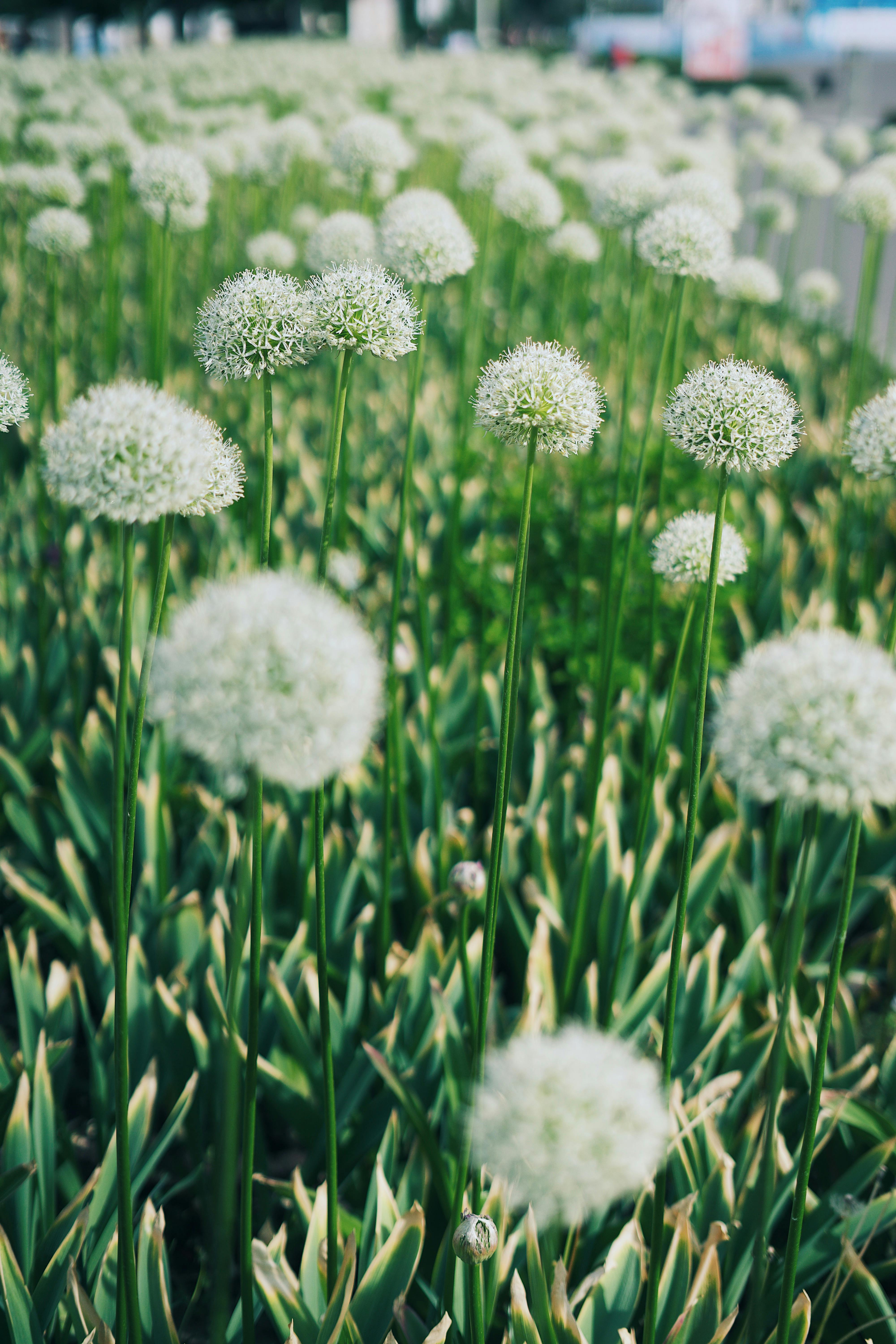 White Flowers in Bloom · Free Stock Photo