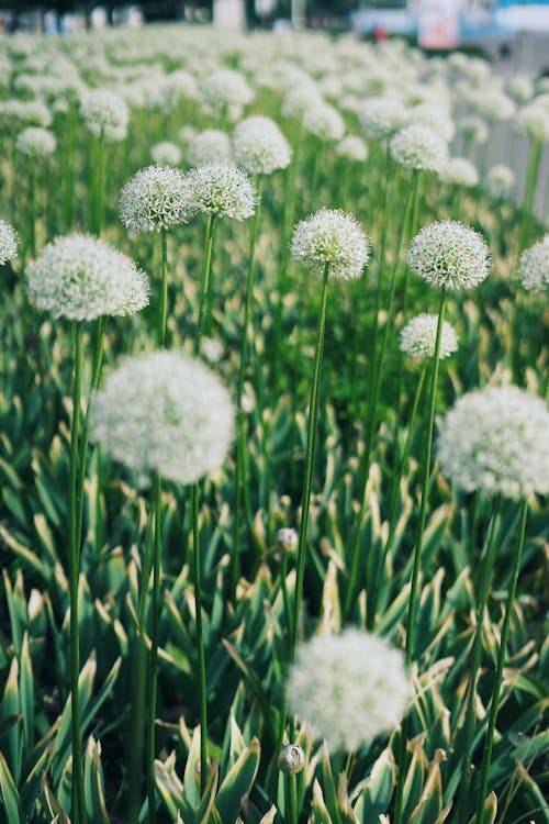 White Flowers in Bloom