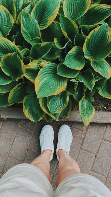 Aerial perspective of lush green foliage beside a person's sneakers on a path.