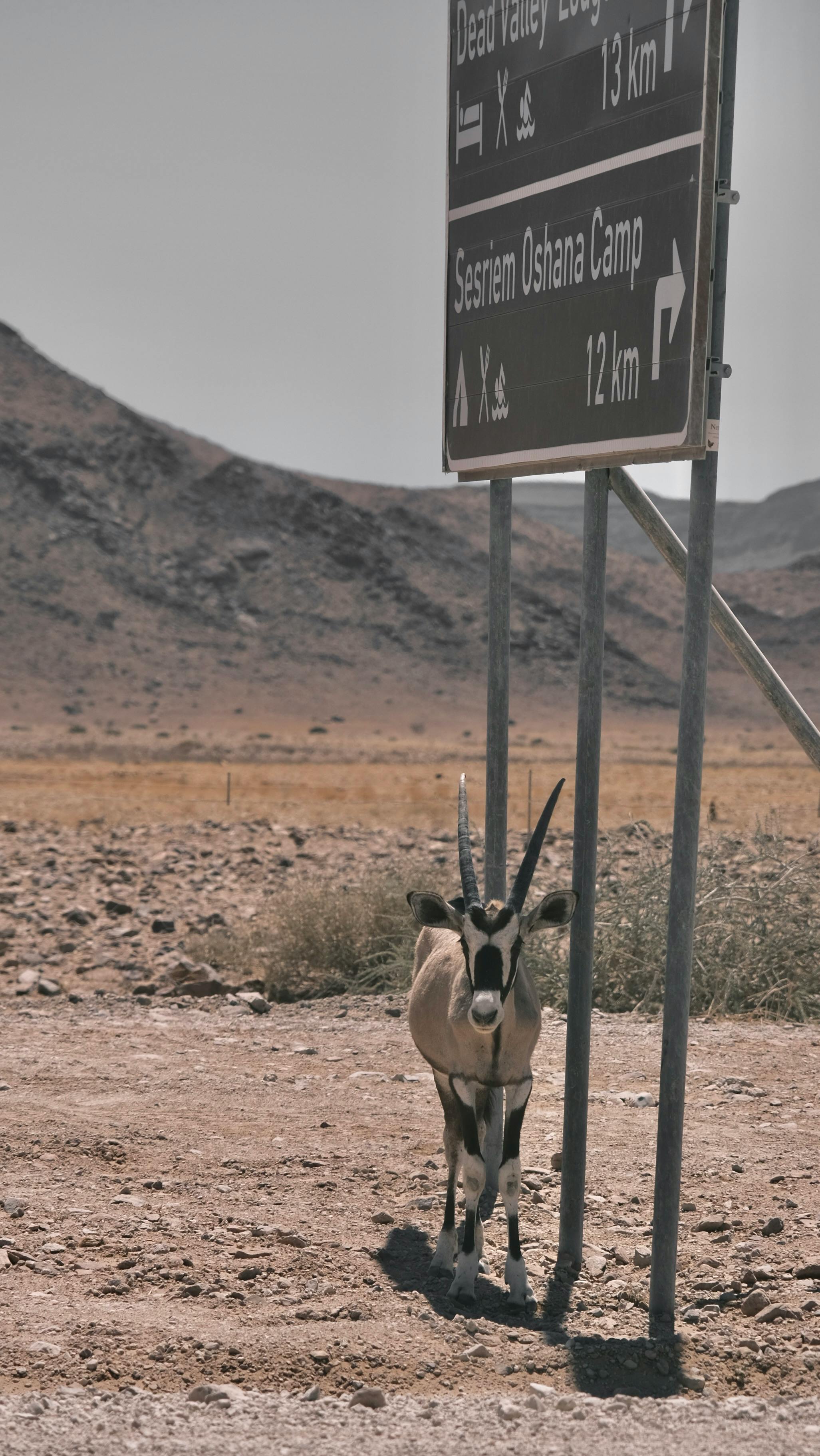 gemsbok standing by a road sign