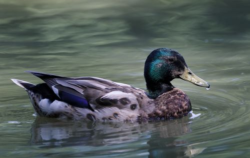 Free A stunning mallard duck glides gracefully on the calm waters in Salzgitter, Germany. Stock Photo