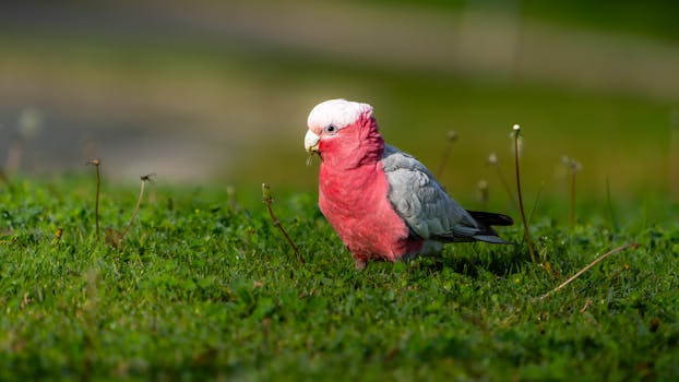 A vibrant Galah parrot standing on green grass in Austral, NSW, Australia.