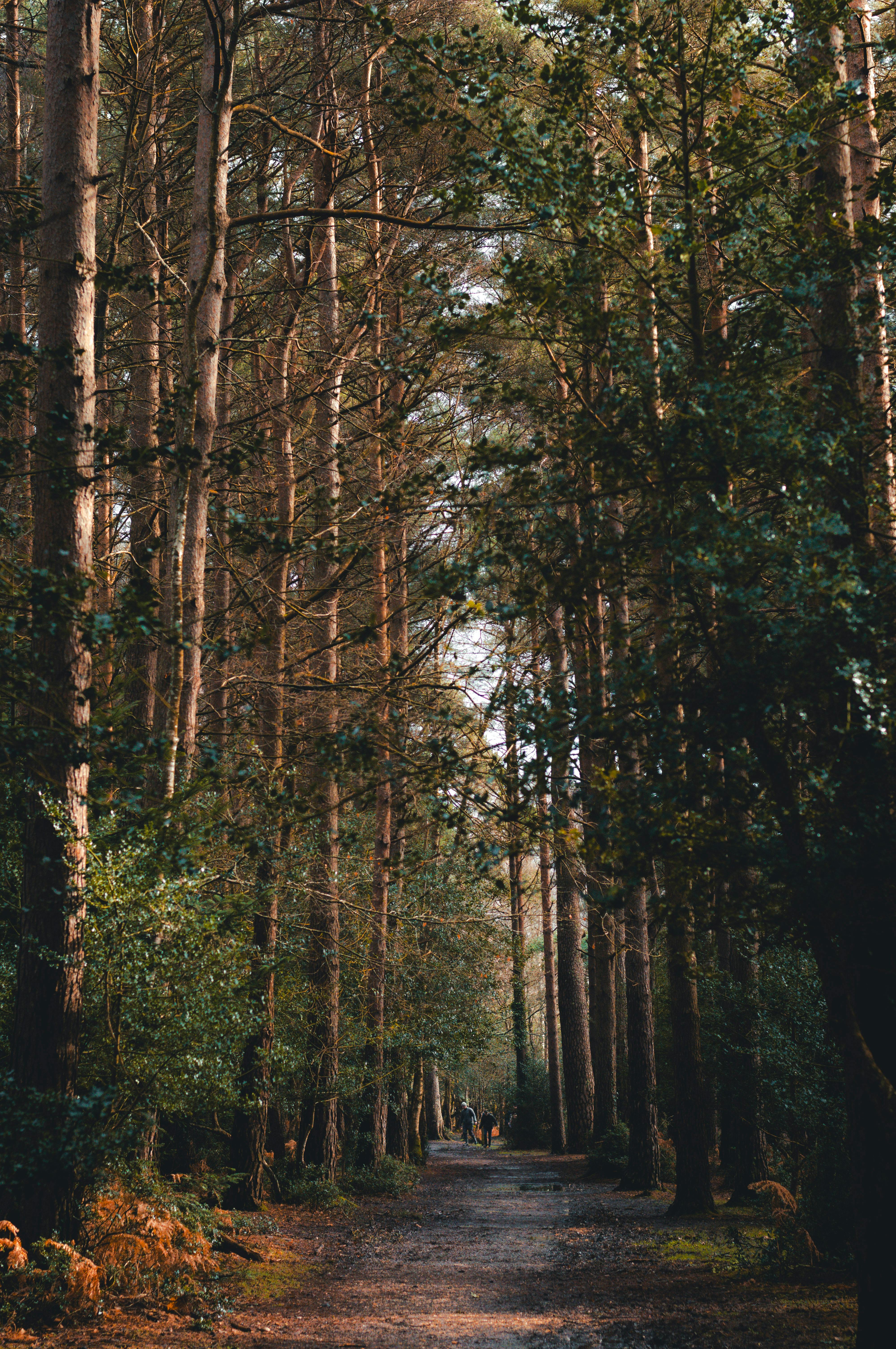 Tranquil pathway through an English forest, surrounded by tall trees and dappled sunlight.