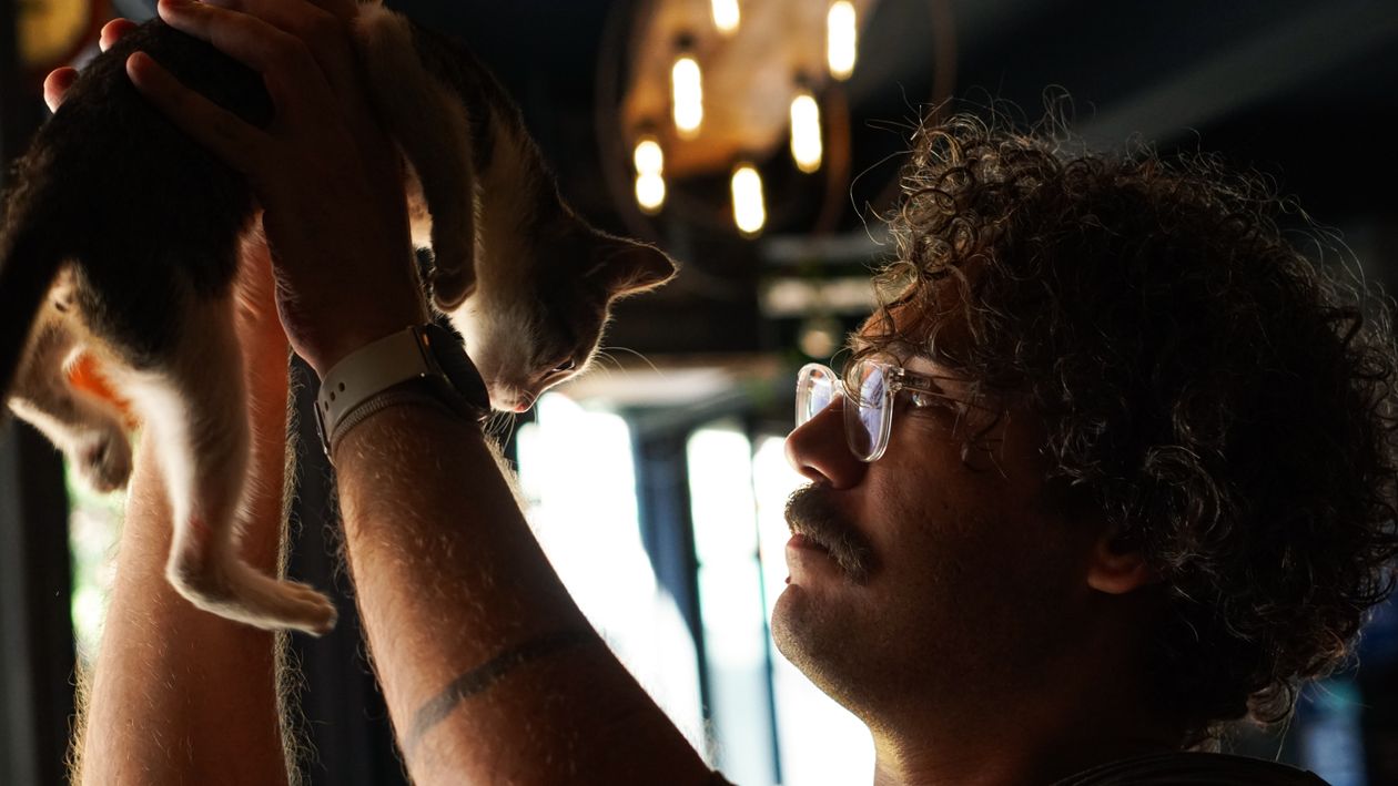 Does PEI Have a Cat Adoption Rebate? 2026 Fees & Spay/Neuter Help