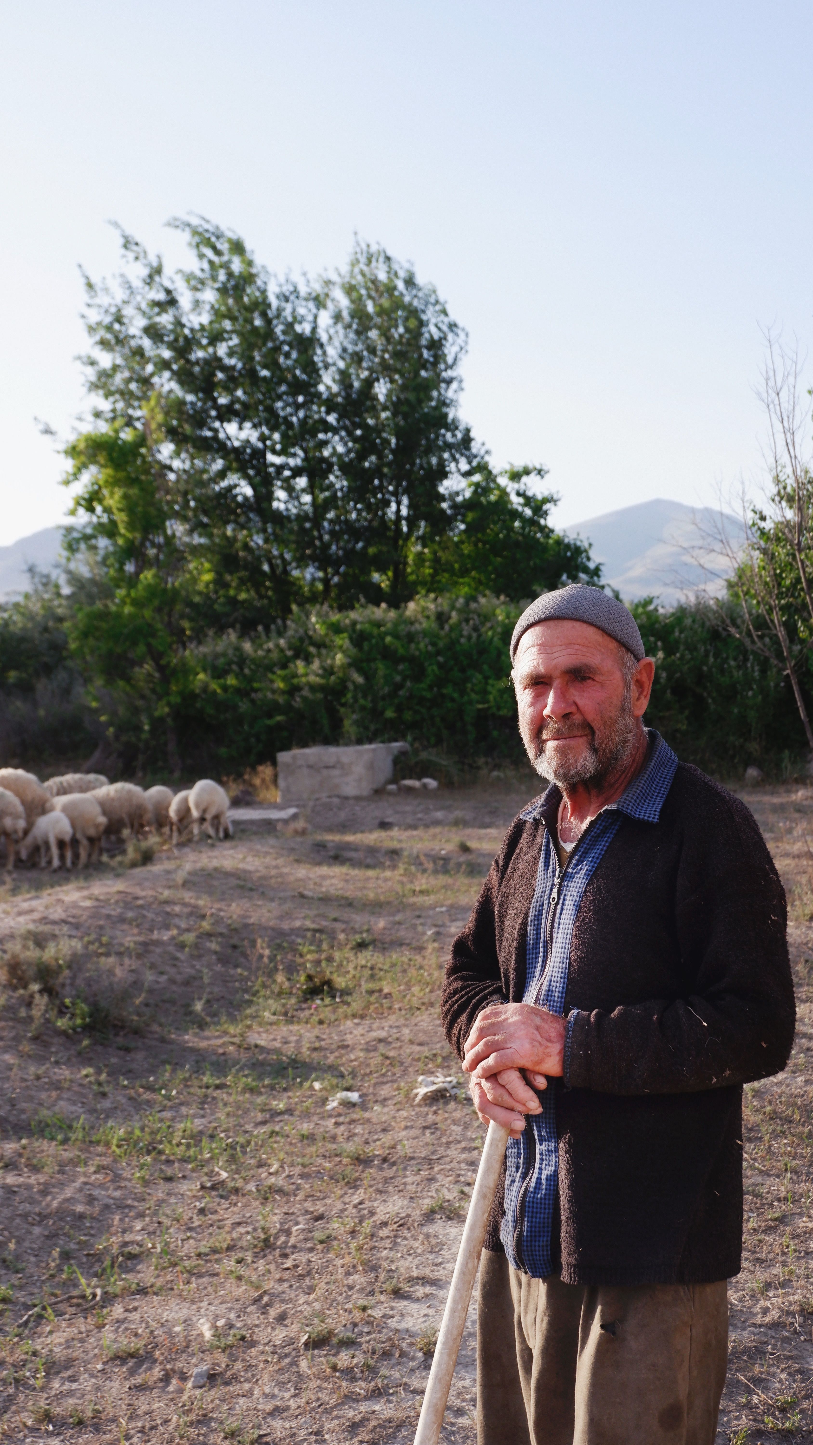 Portrait of senior shepherd standing in open field with grazing sheep, serene rural scene.