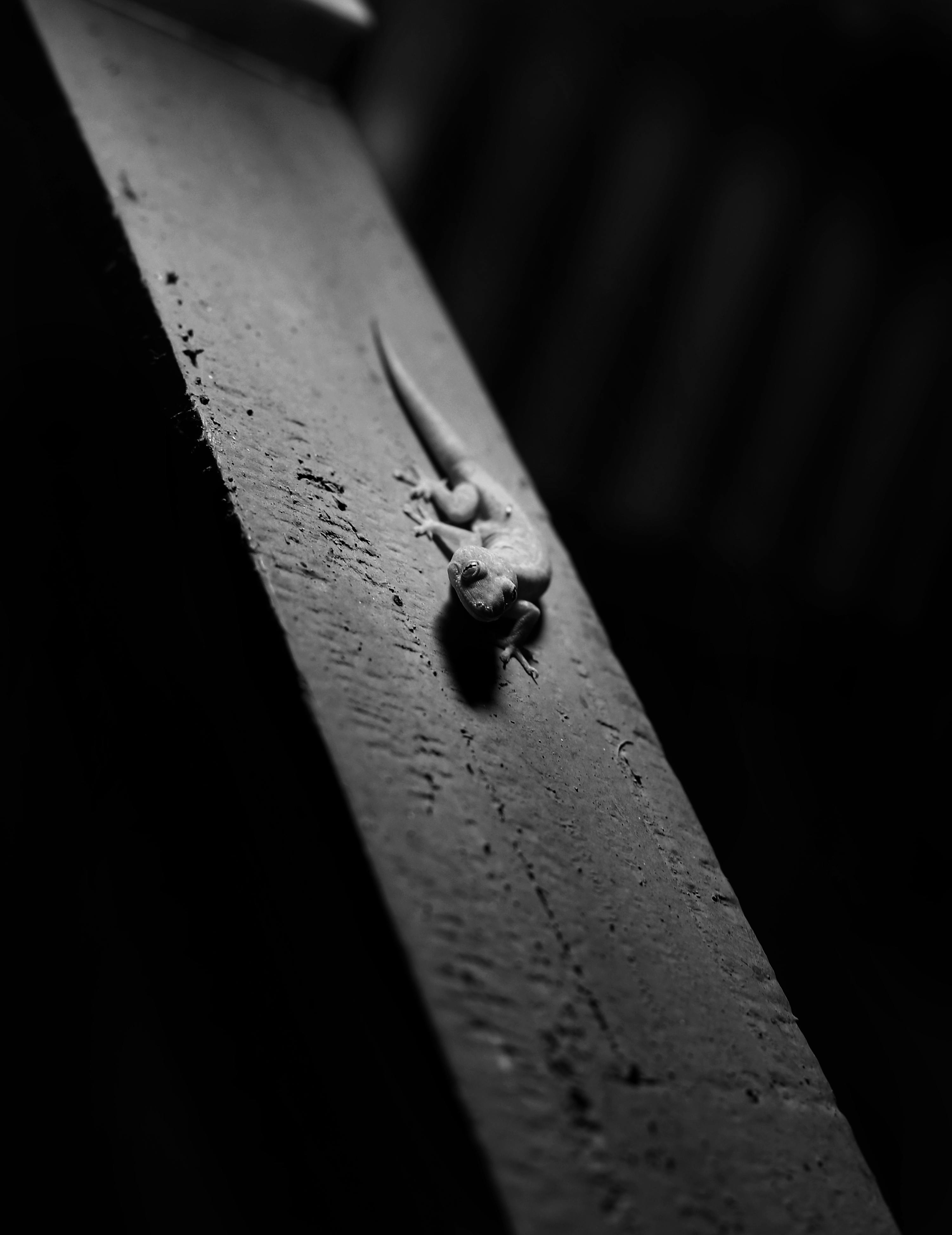 Kostenlos Kostenloses Stock Foto zu abstrakte natur, amphibie, canon eos 6d Stock-Foto