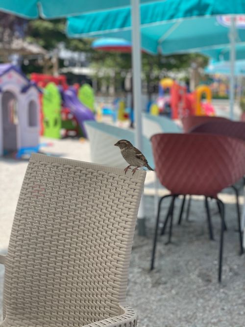 Free Sparrow on a chair Stock Photo