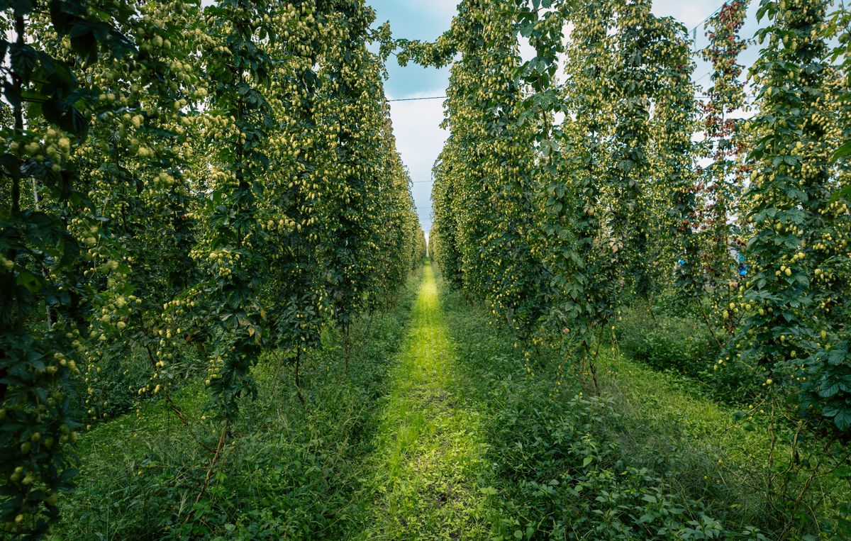 Rows of hop plants growing at a hop farm during harvest season