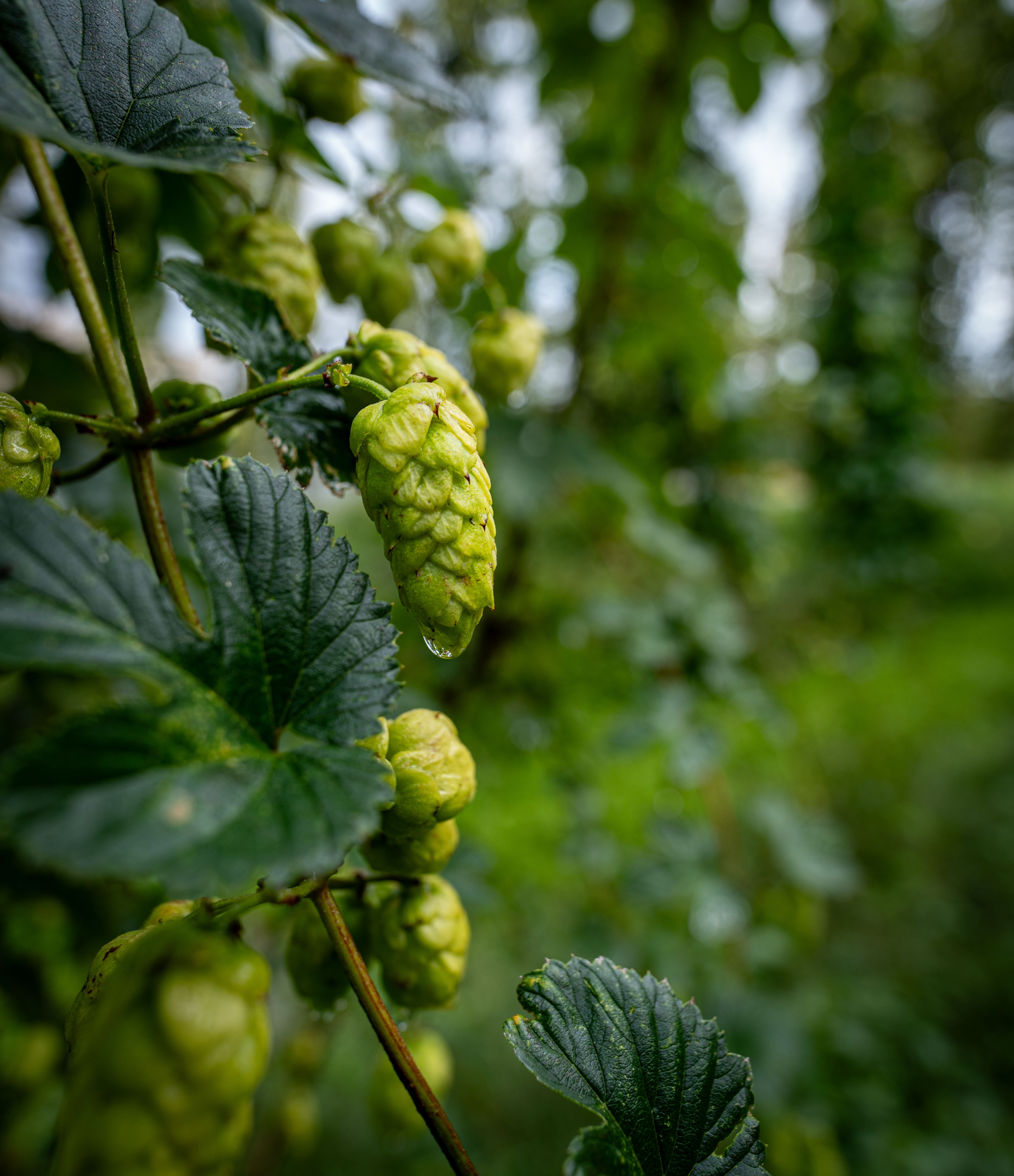 Close-up of Hops in a Field · Free Stock Photo