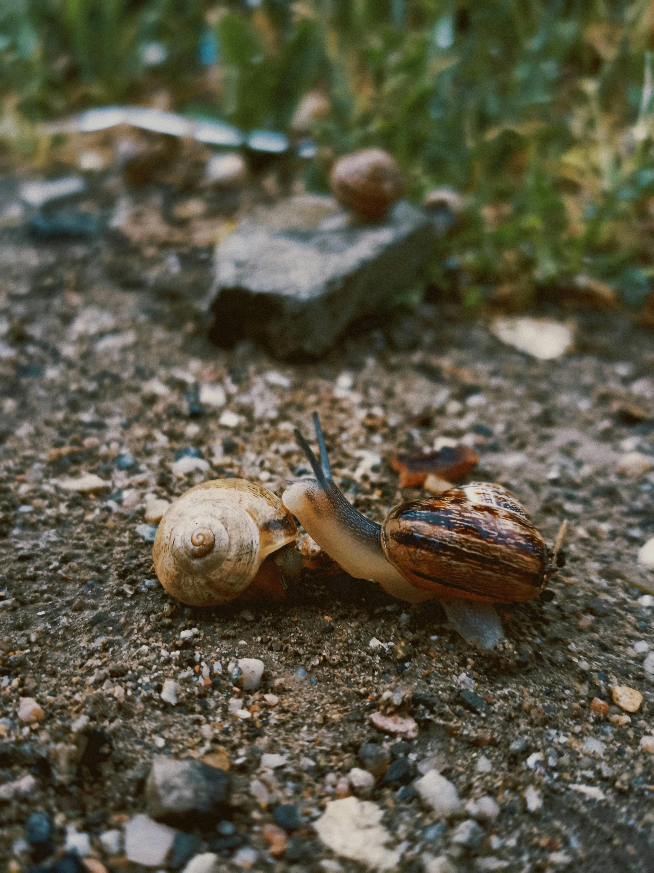 To Snails Sitting Close on Ground