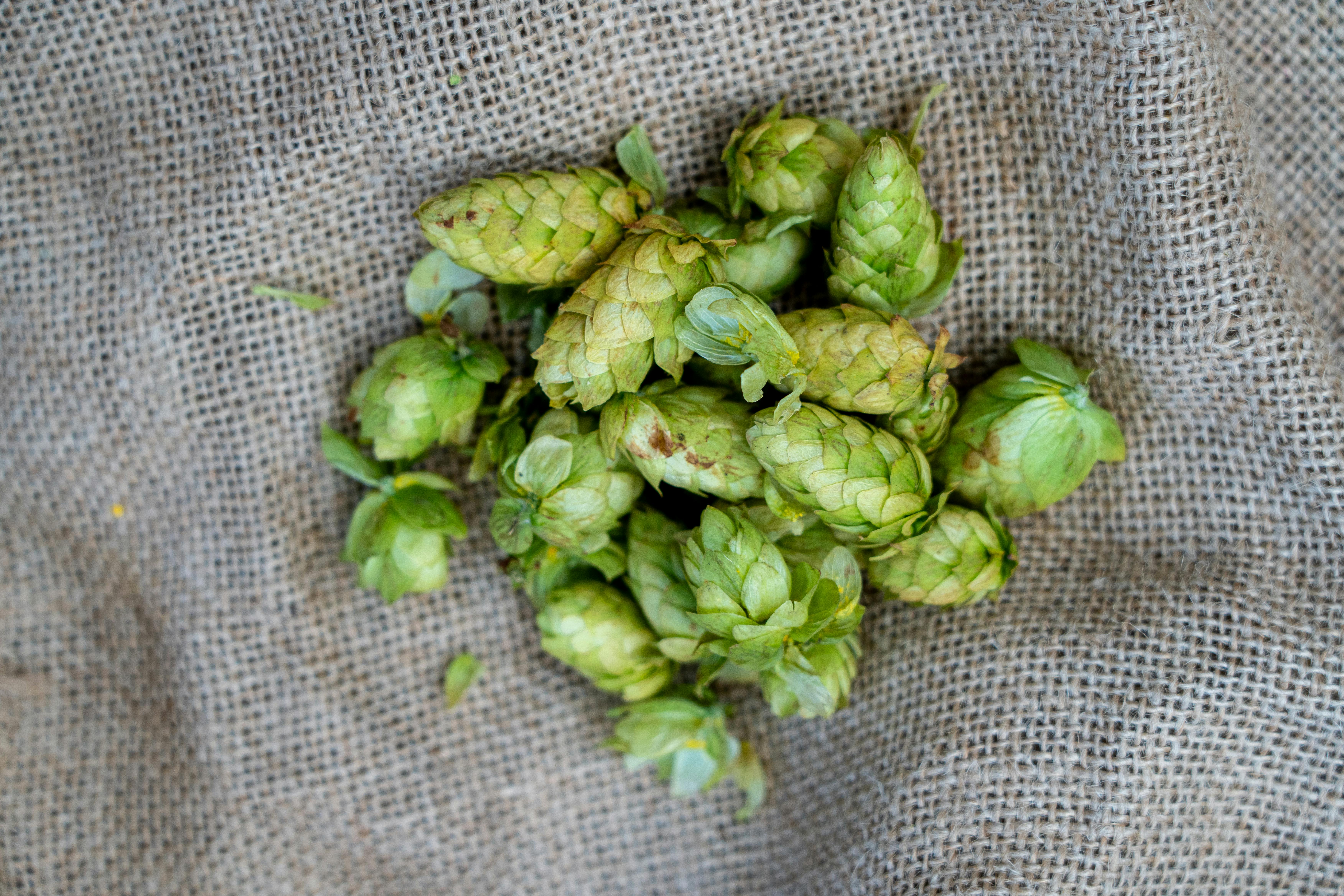 Cerveza de cannabis: una nueva experiencia cervecera