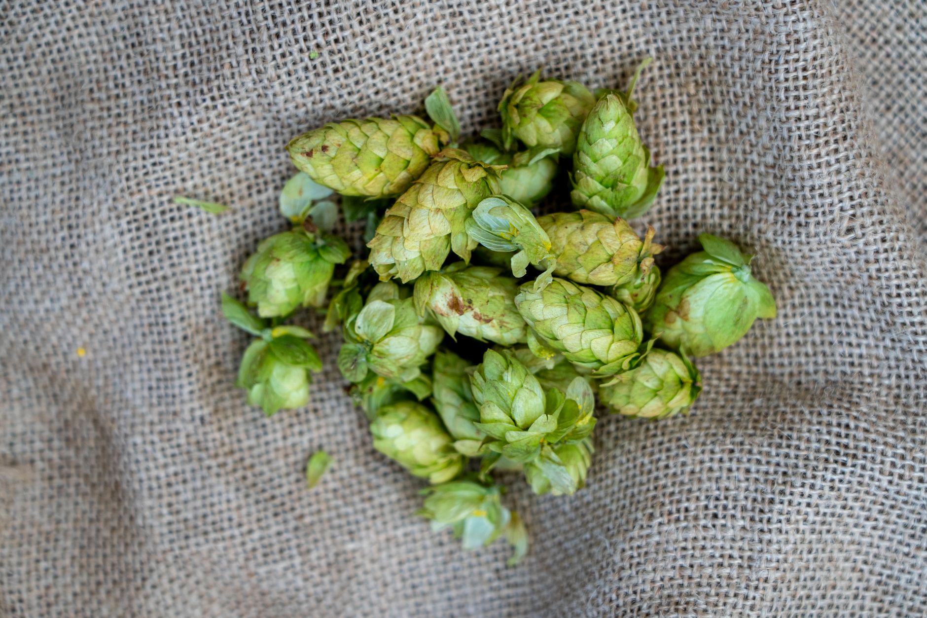 A bundle of fresh green hops lies on a rustic burlap cloth, showcasing their vibrant texture.