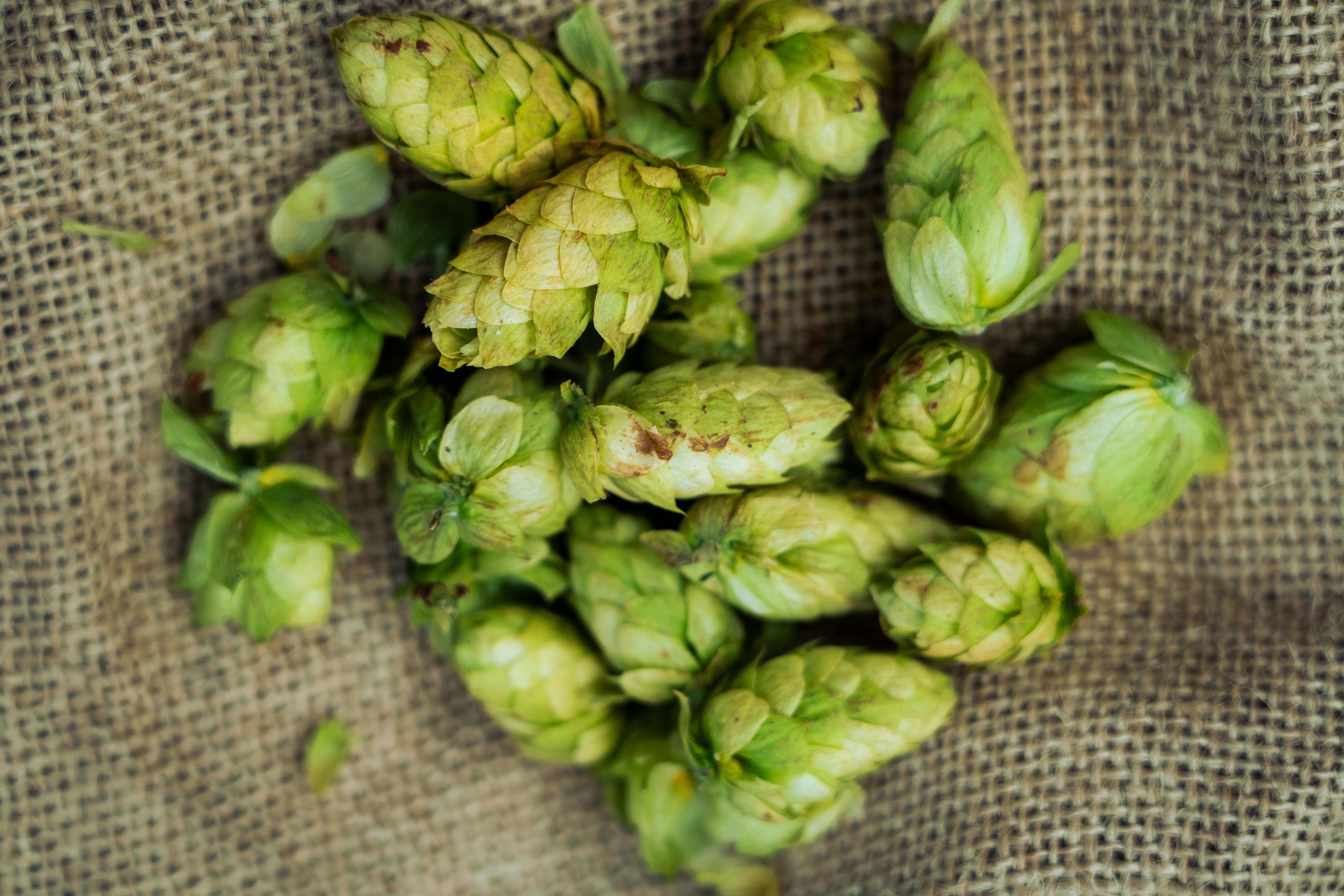 Cerveza de cannabis: una nueva experiencia cervecera