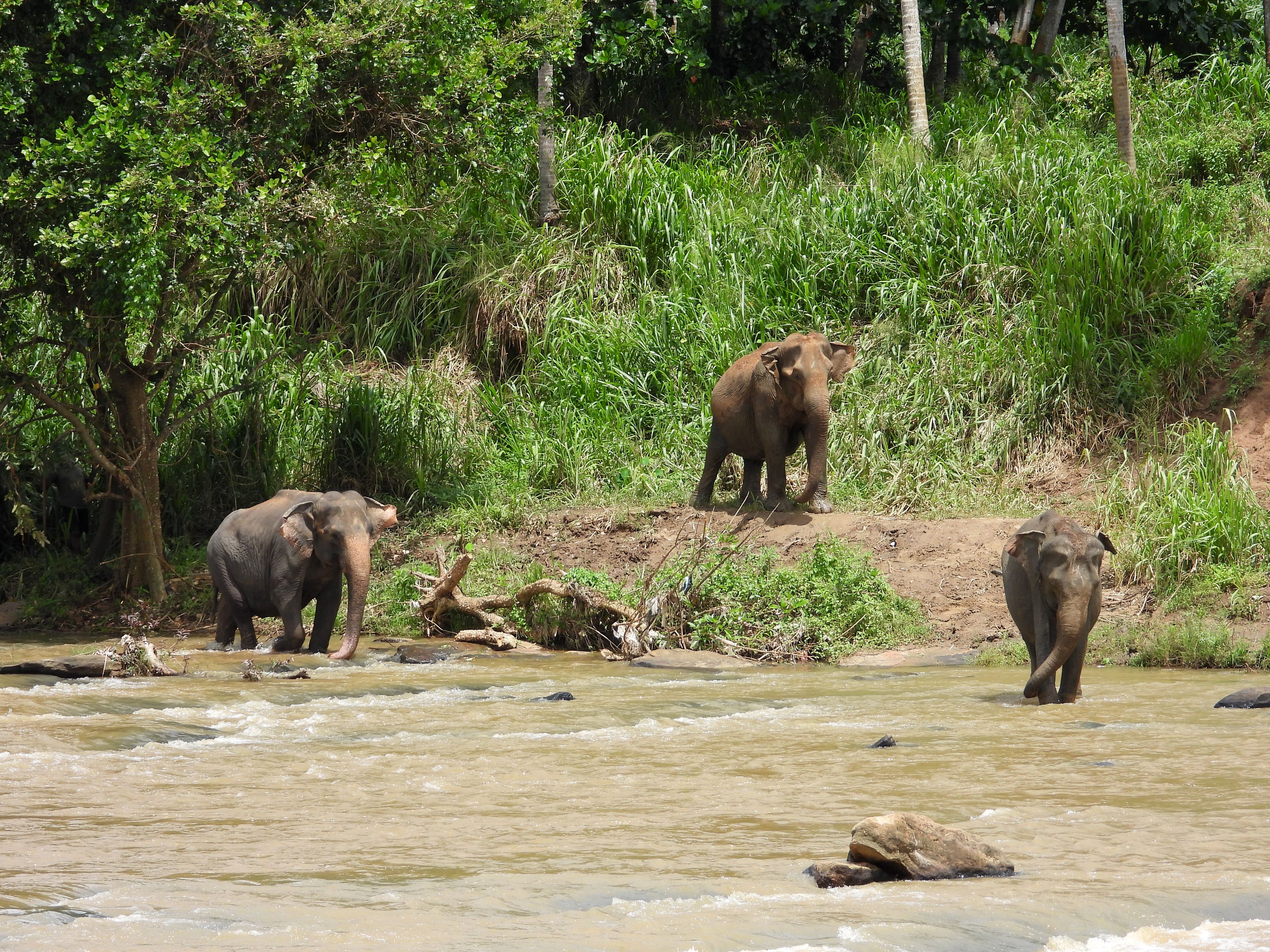 Elephant Bay Sri Lanka: Where to Stay & What to Know