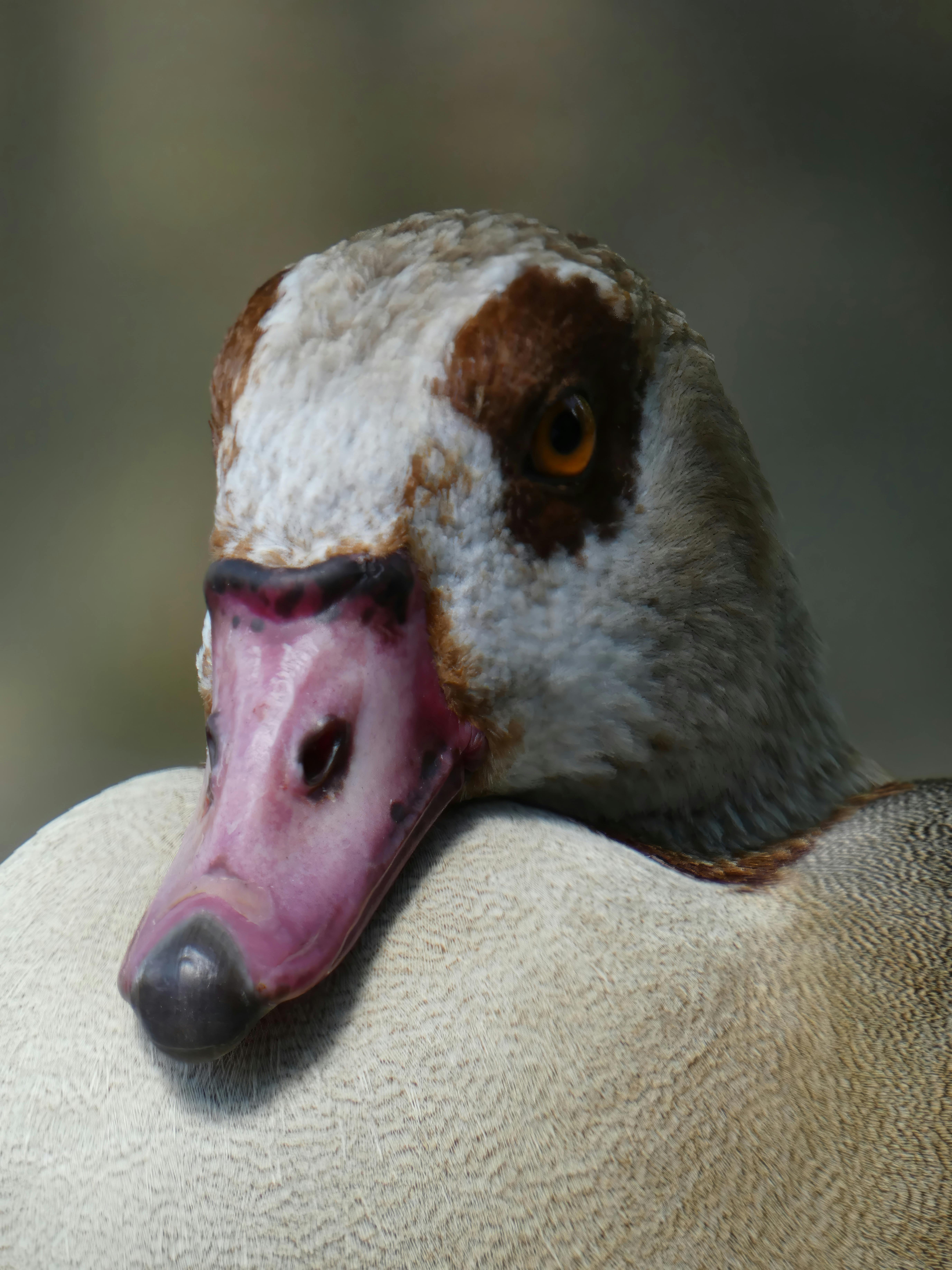 portrait of egyptian goose