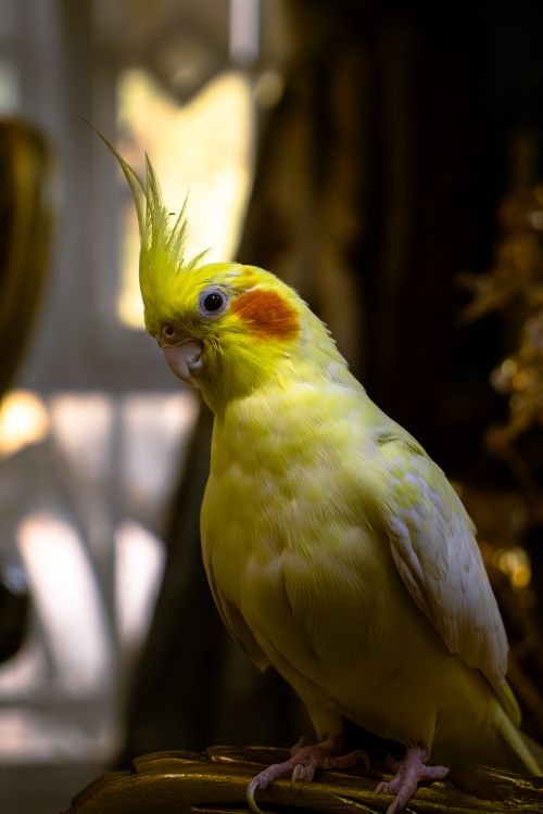 Free Charming cockatiel perched on a chair indoors, captured in golden light. Stock Photo