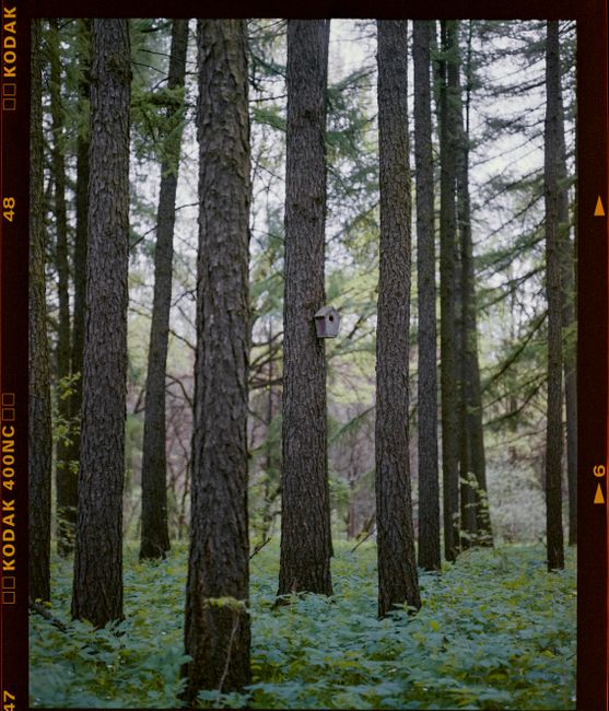 Lush forest landscape with a birdhouse nestled among tall trees, exuding tranquility and growth.