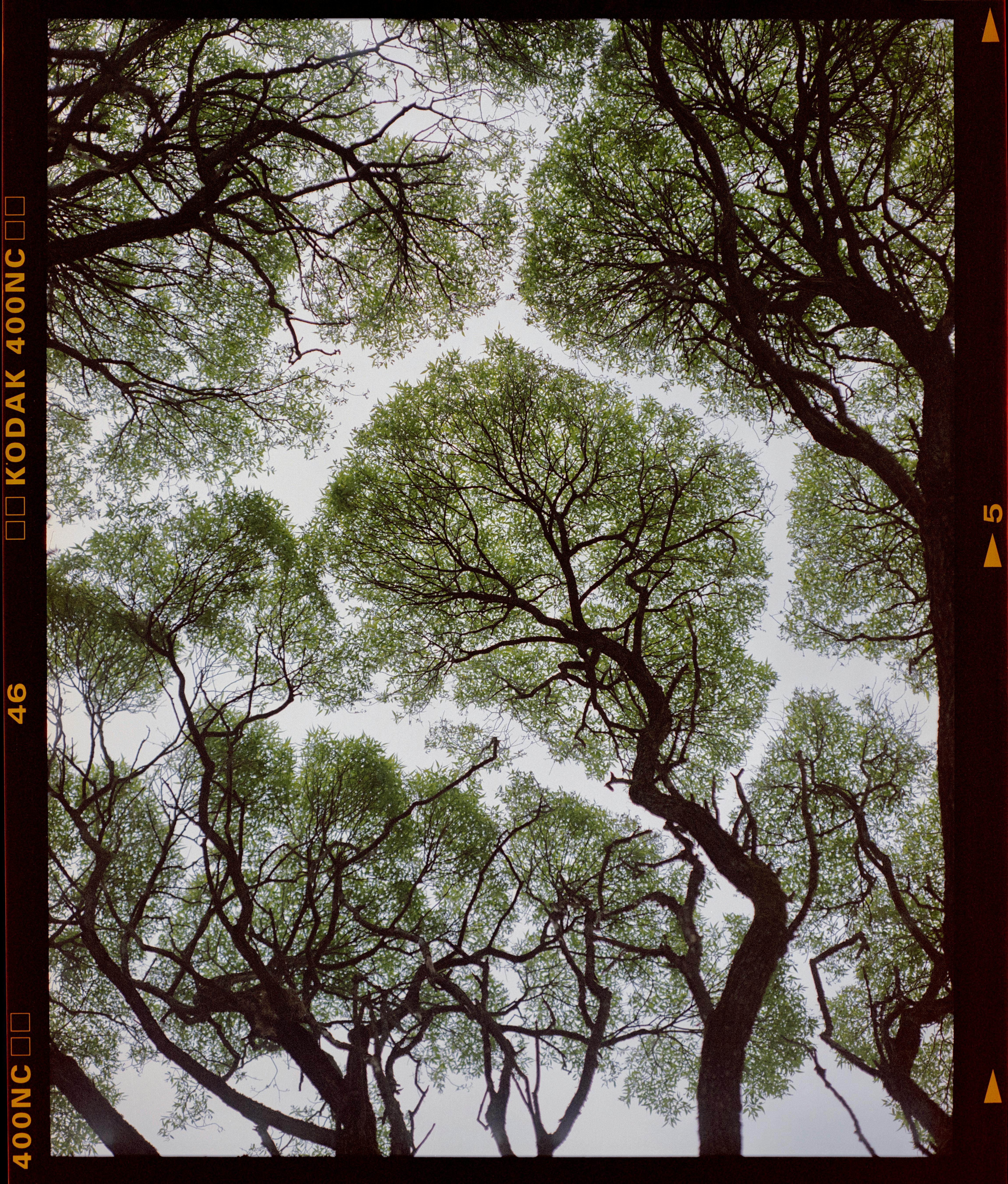 Captivating view of green tree canopies forming intricate patterns against the sky.