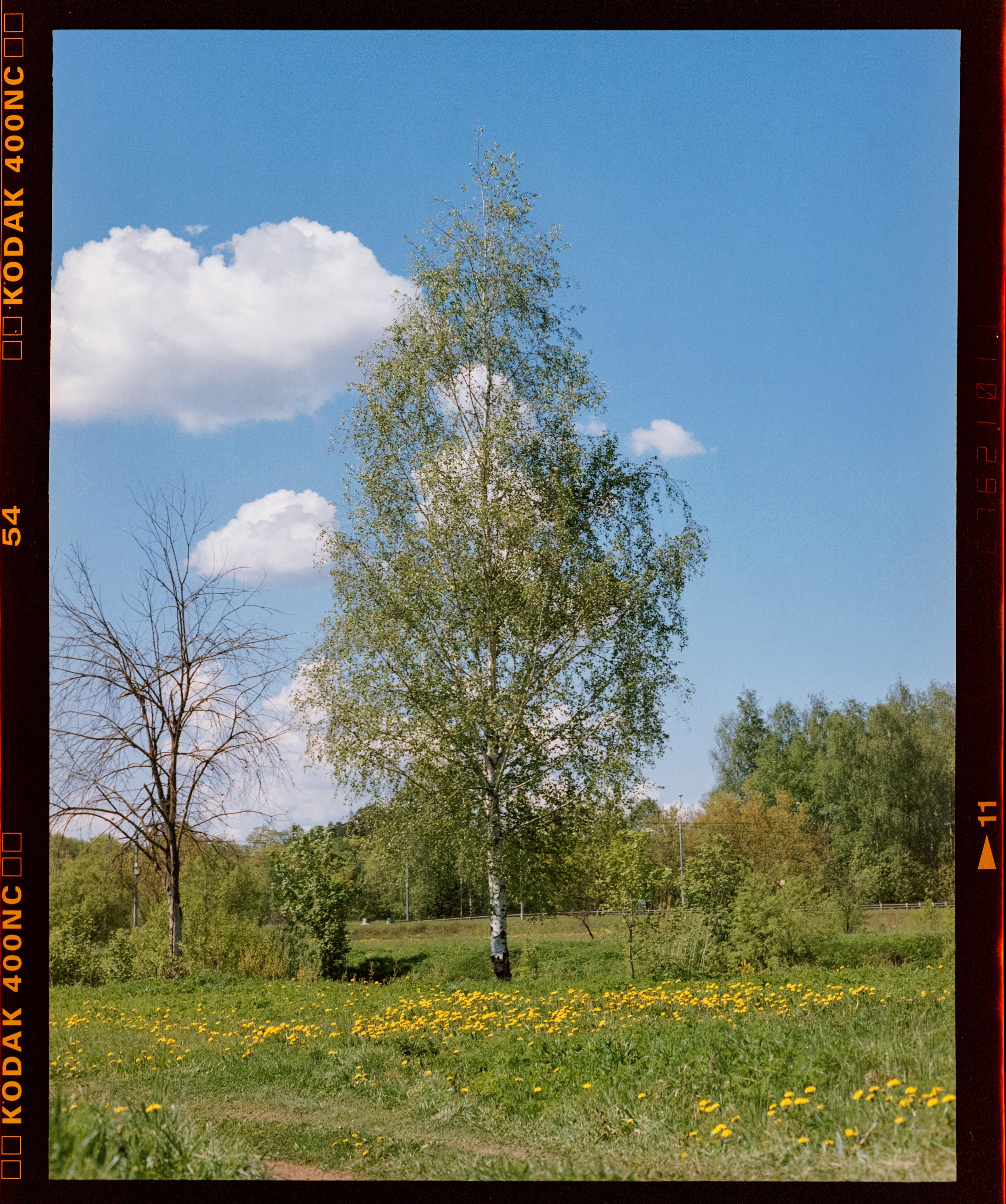 A solitary birch tree in a sunny meadow with a vibrant blue sky and clouds.