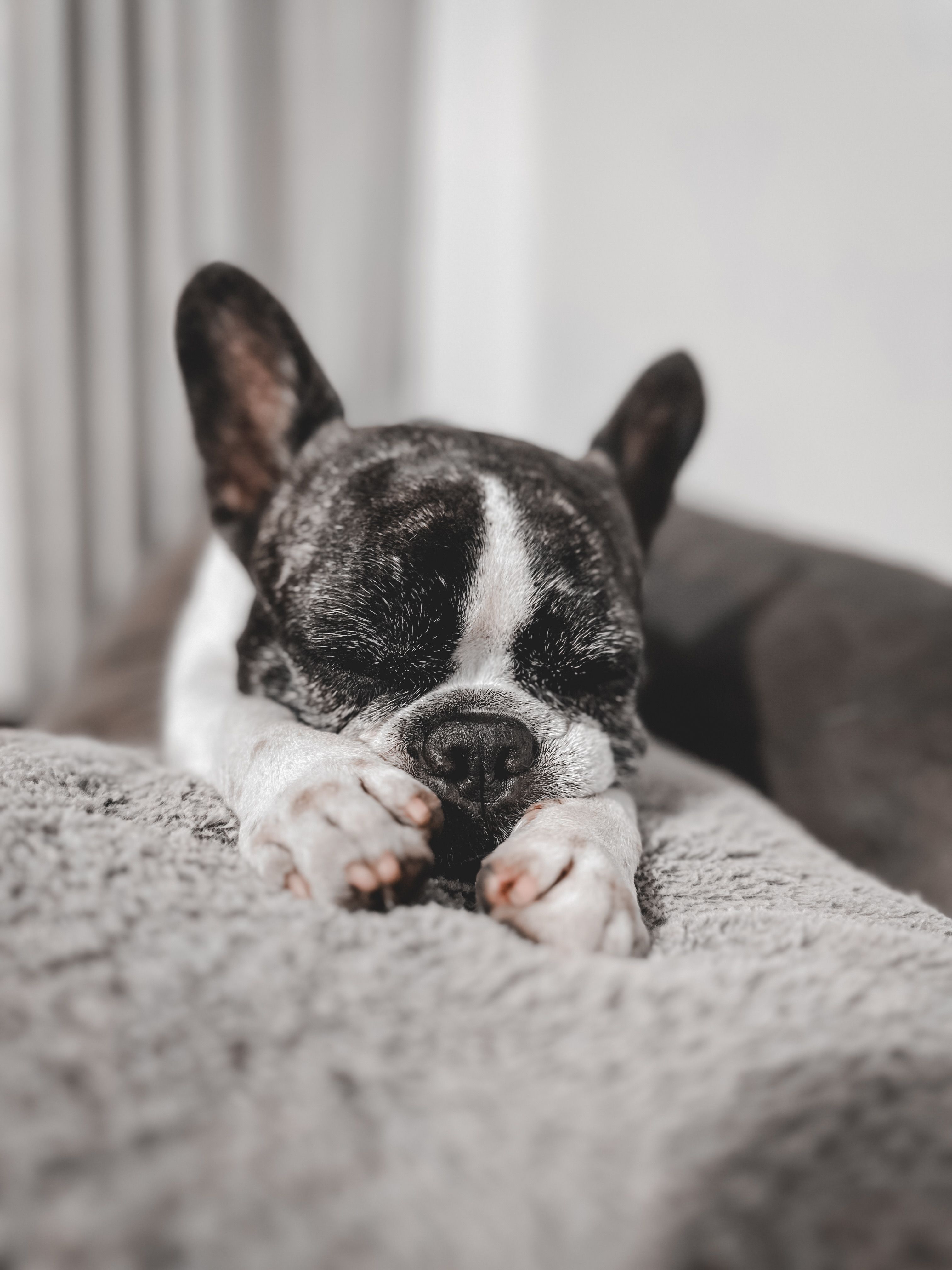 A black and white dog sleeping on a bed · Free Stock Photo
