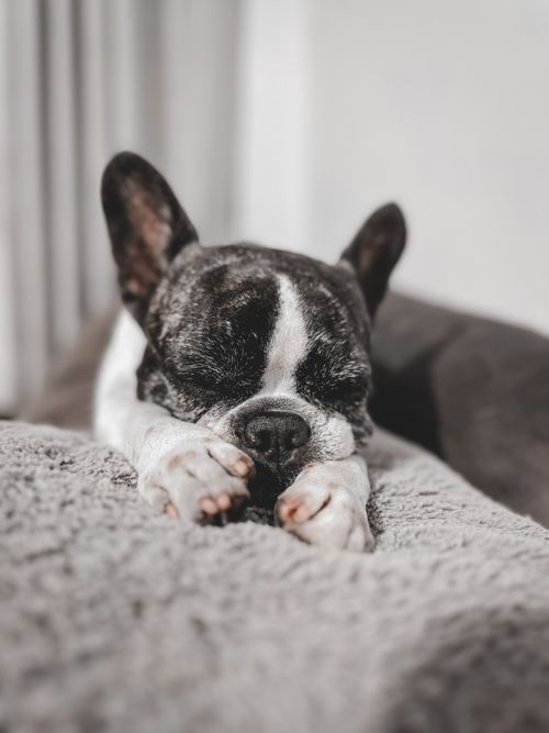 Free A serene French Bulldog rests peacefully, capturing a cozy and adorable moment indoors. Stock Photo
