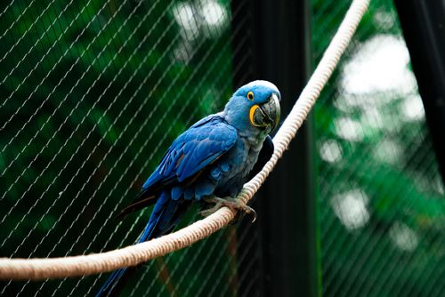 Free Hyacinth macaw perched inside a zoo enclosure with lush green background. Stock Photo