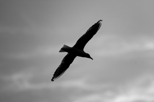 Flying Seagull in Black and White