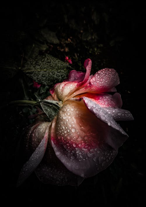 Darmowe zdjęcie z galerii z krople deszczu, kwiat, natura