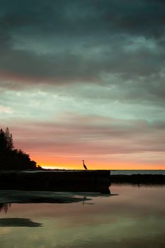 Dramatic sunset silhouette of bird and ocean in Caloundra, Australia.