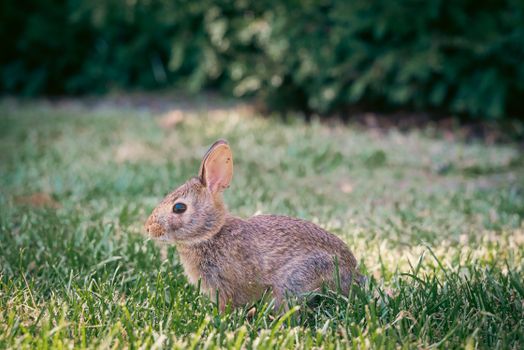 rabbit photo