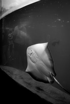 Captivating black and white image of a stingray swimming in an aquarium exhibit.