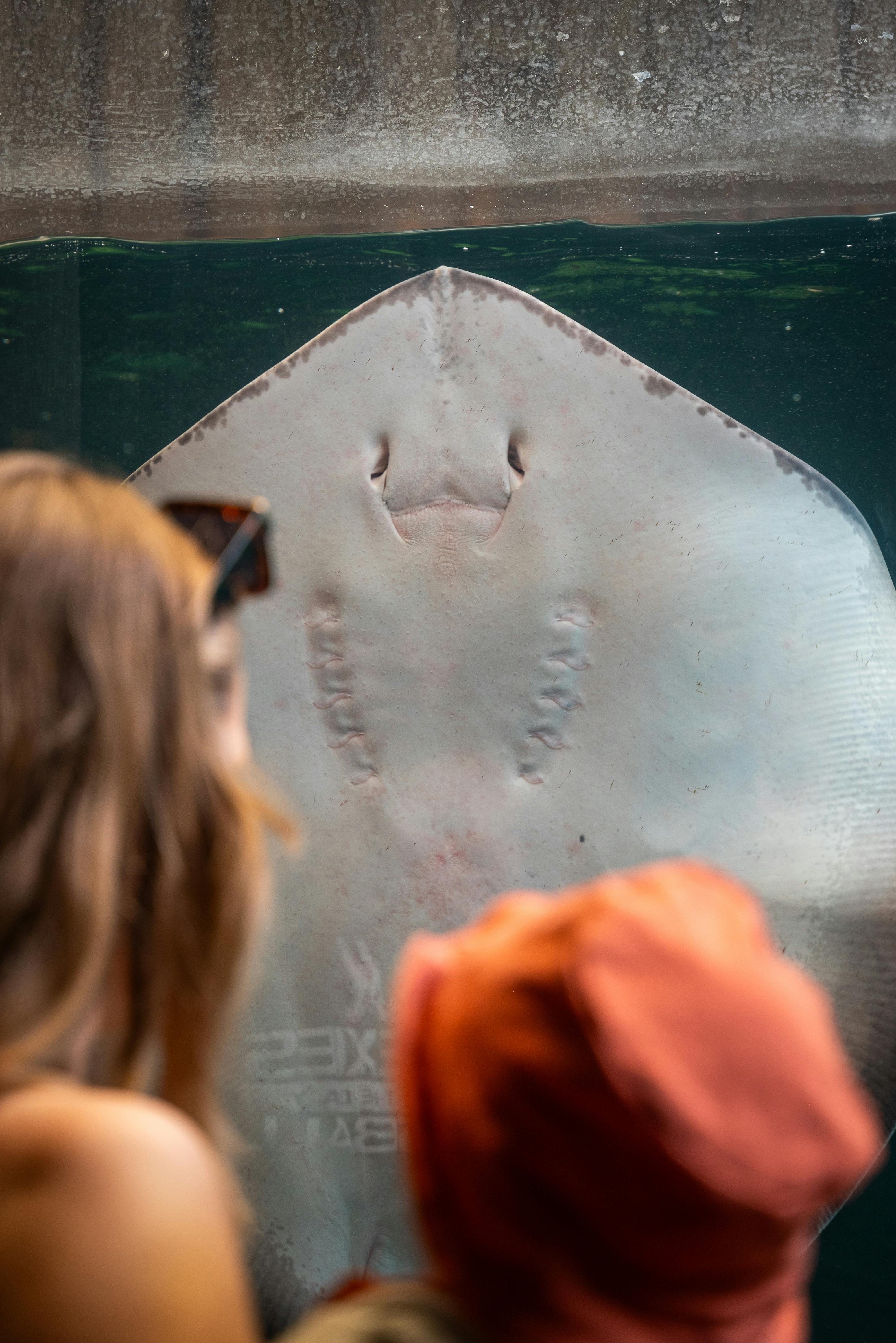 Woman and Person in Hat Watching Stingray