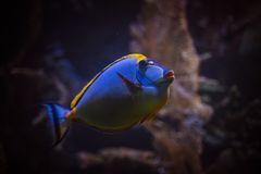 Aharen Coral Garden