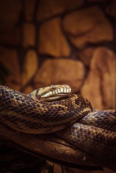 pythons photo