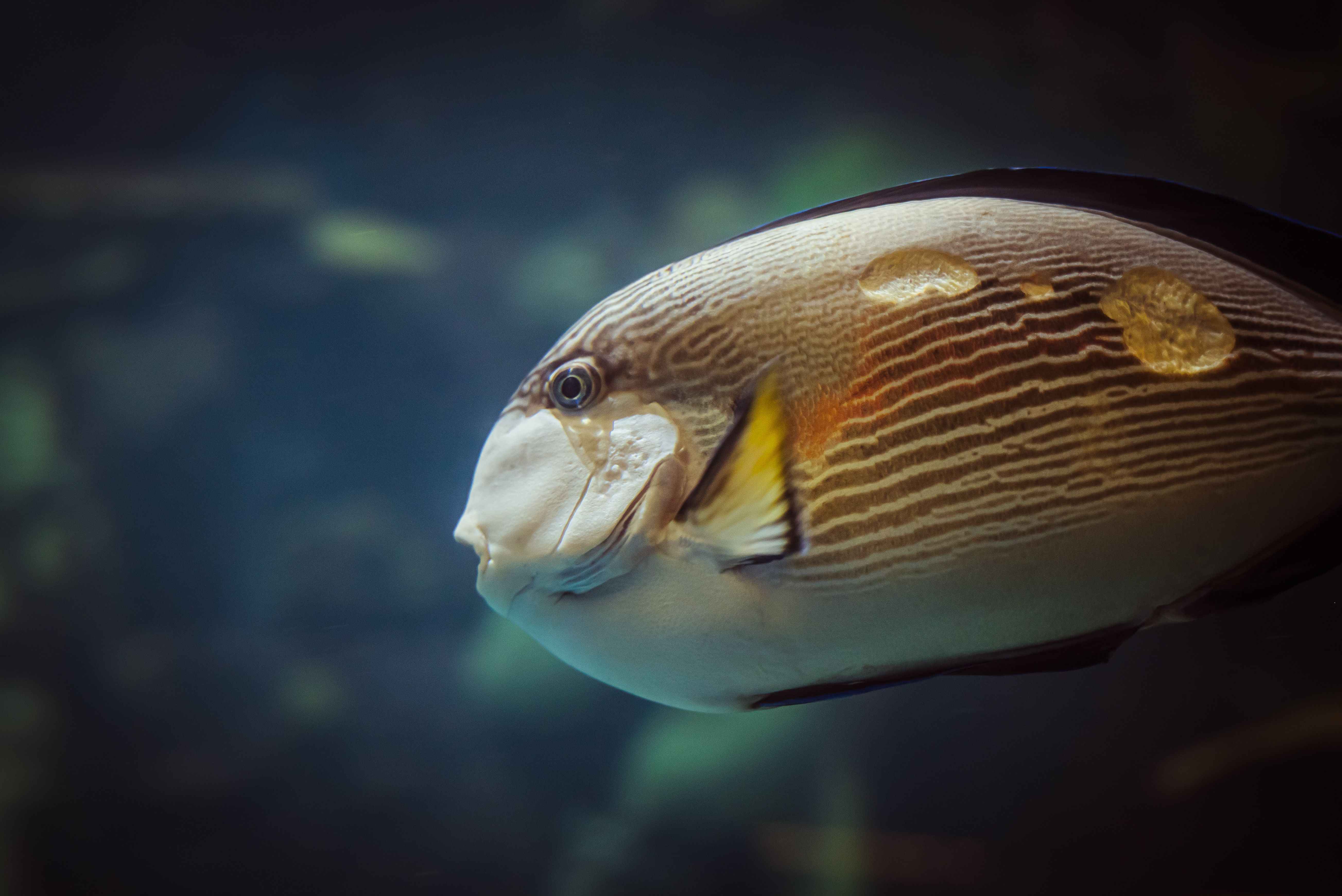 Close-up of a stunning Sohal Surgeonfish swimming gracefully underwater in an aquarium.