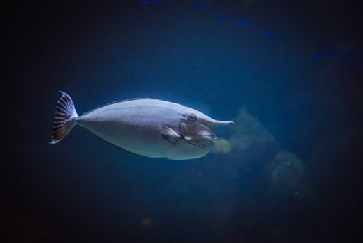 A detailed and vibrant photograph of a Short-Nosed Unicornfish swimming underwater, showcasing its unique features.