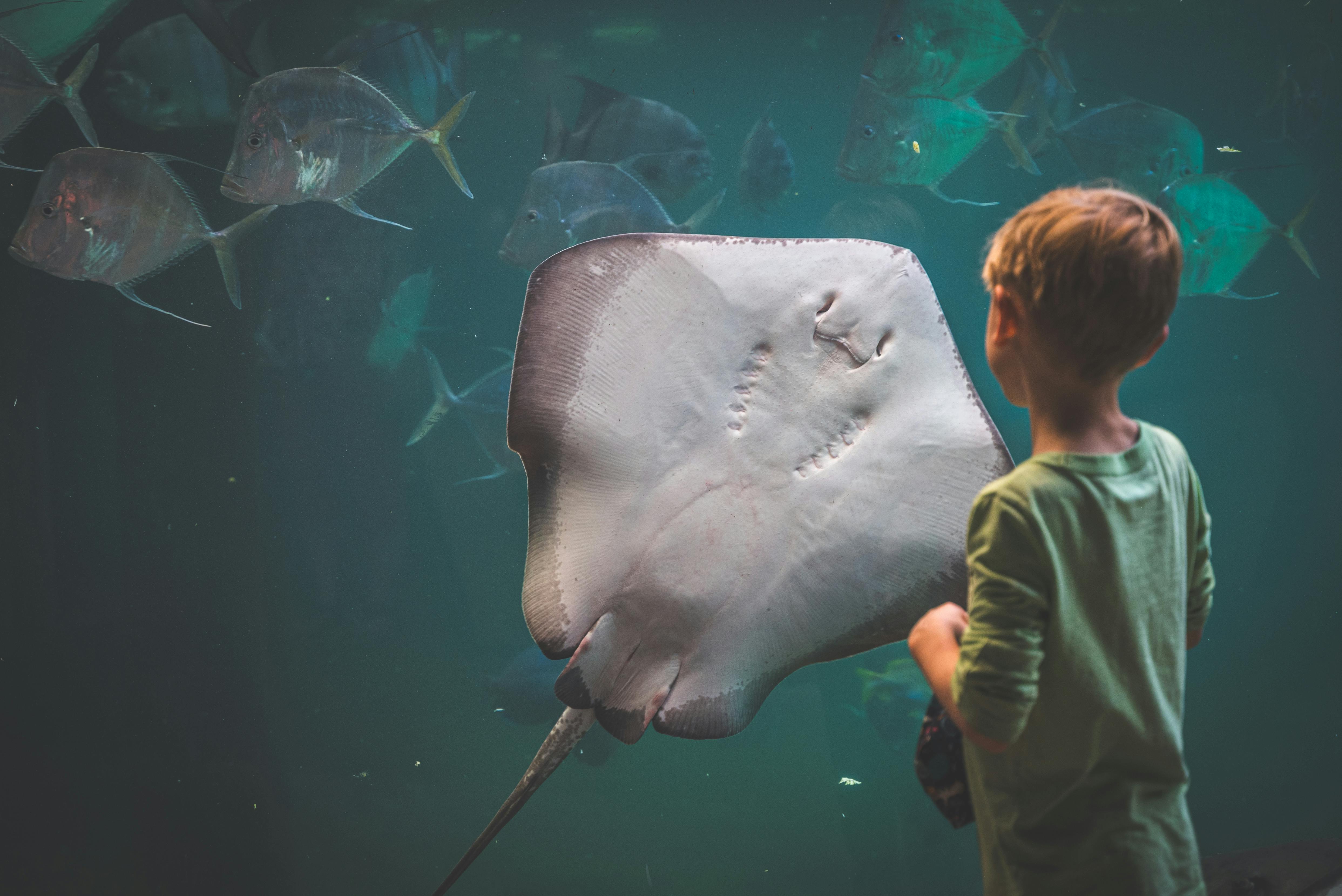 Free A young boy watches a stingray swim in a mesmerizing aquarium display. Stock Photo