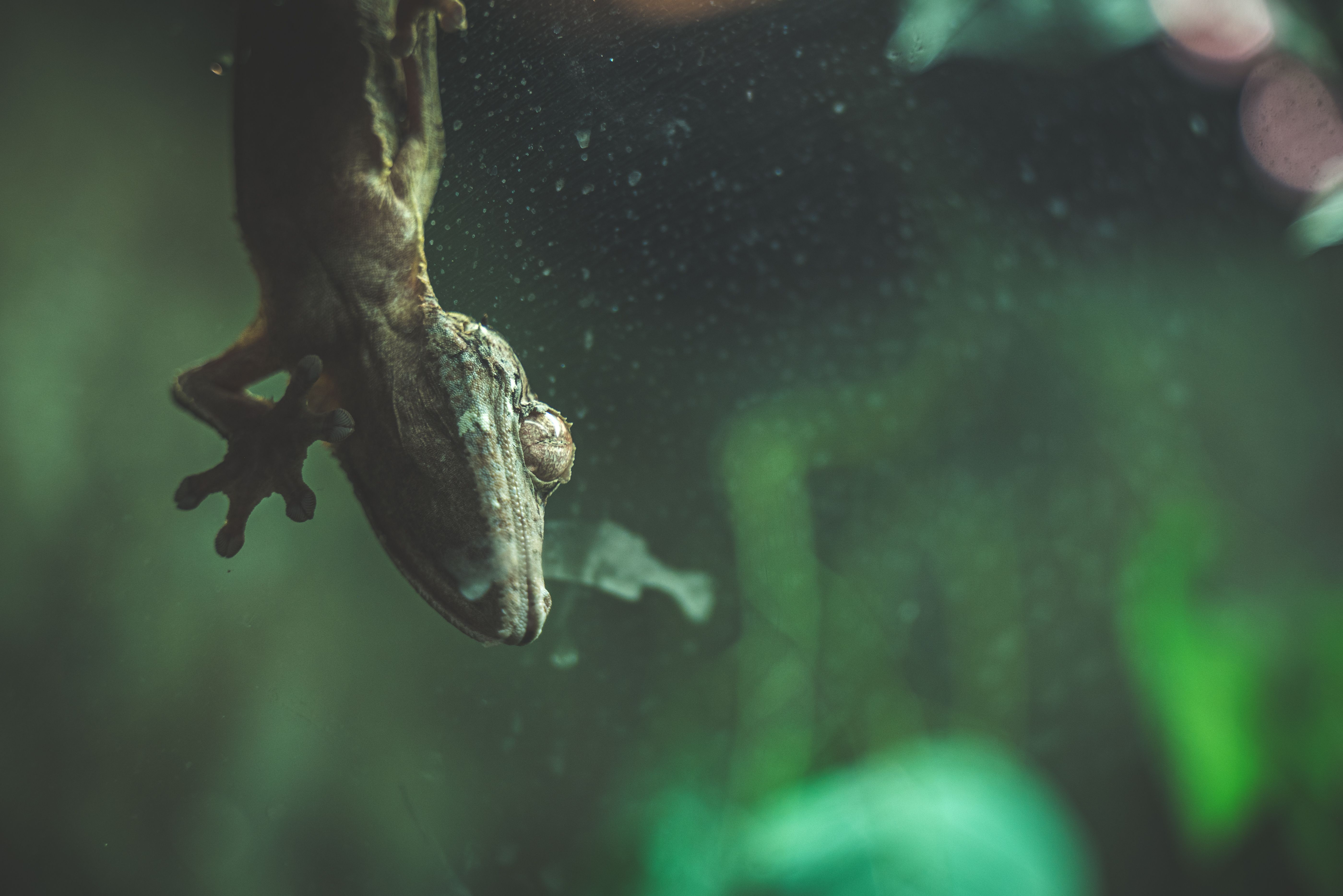 A Lizard on a Window · Free Stock Photo