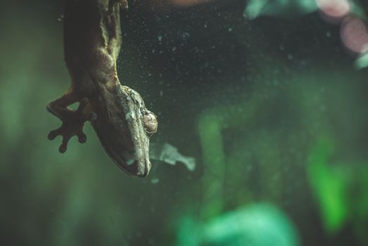 A Lizard on a Window 