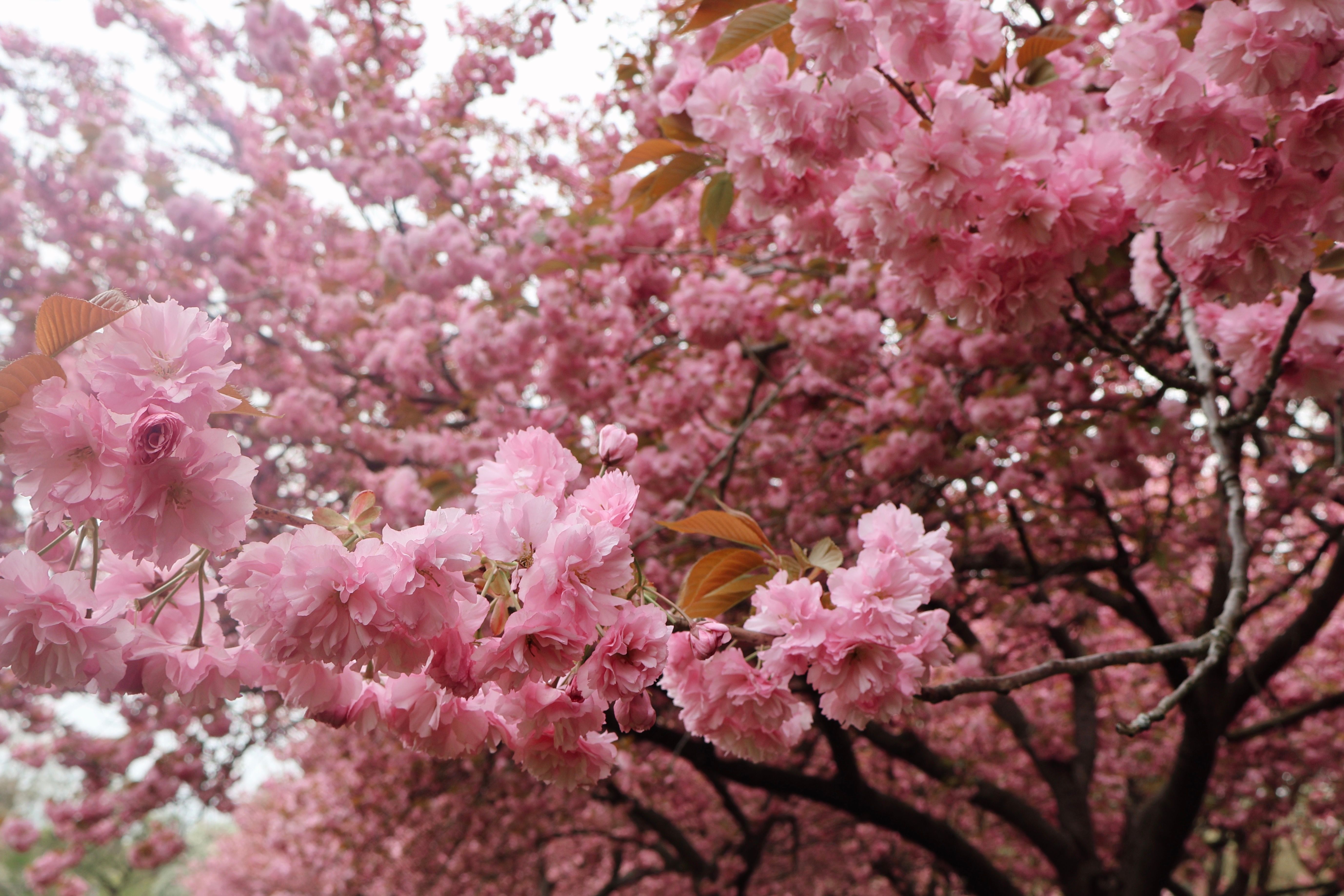A Tree in Spring · Free Stock Photo