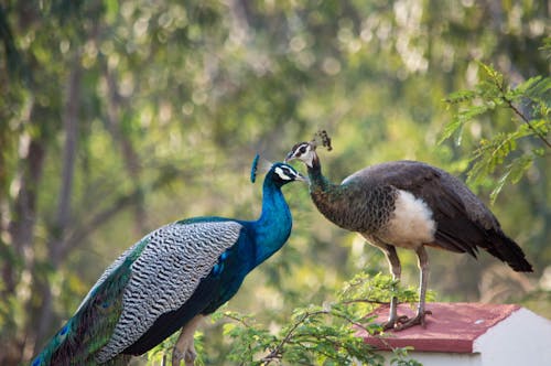 Free Peacock And Peahen Stock Photo