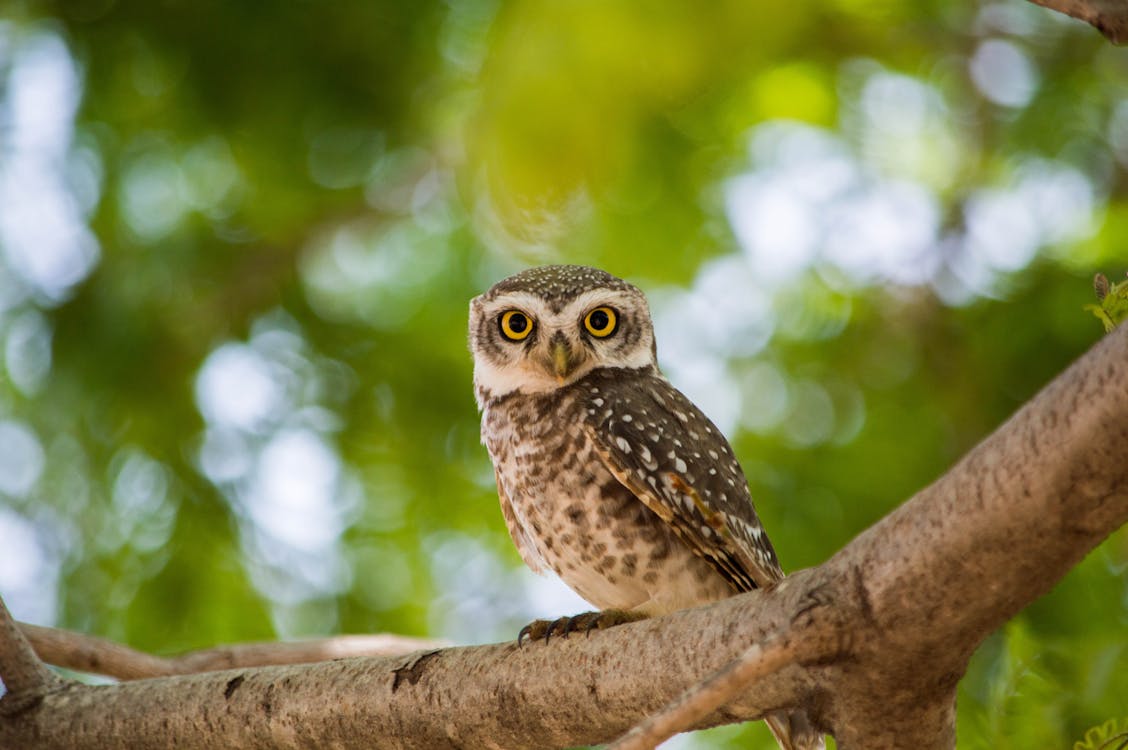 Free Brown Owl On Tree Branch Stock Photo
