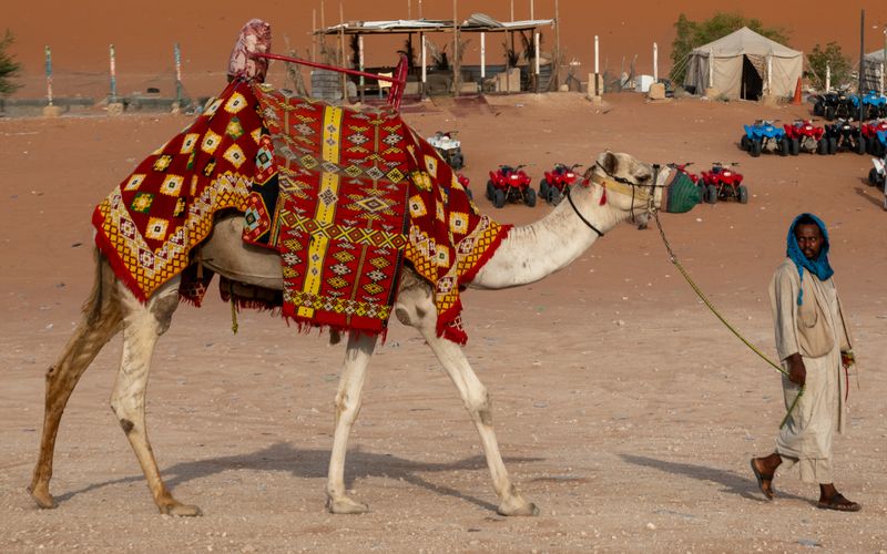 Camel Riding in Saudi Arabia: What to Expect (2026)