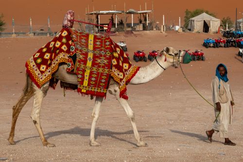 Free A man leads a camel with traditional decorative saddle in the arid desert near Riyadh, Saudi Arabia. Stock Photo