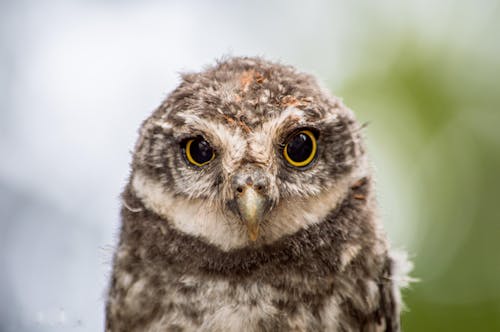 Free Brown And White Owl Close-up Photography Stock Photo