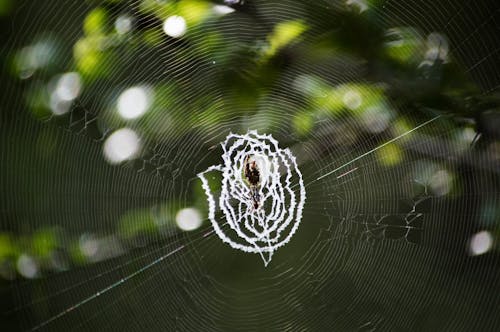 無料 蜘蛛の巣 写真素材