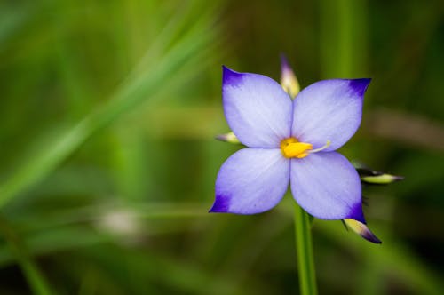 Free stock photo of beautiful flower, blue flower