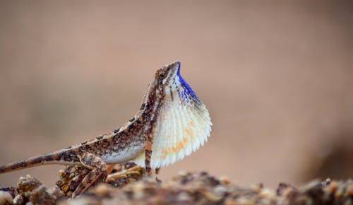 Foto d'estoc gratuïta de animal, llangardaix, llangardaix de vent