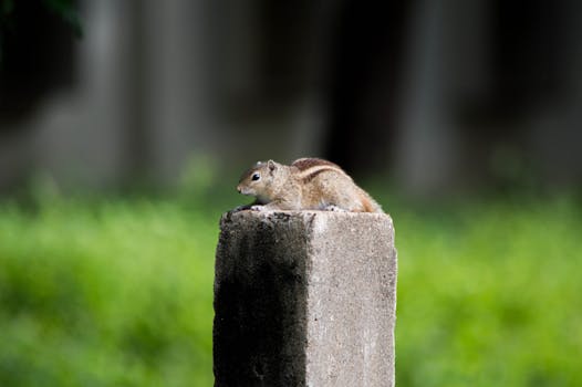 一只可爱的印度棕榈松鼠在户外的混凝土柱上休息